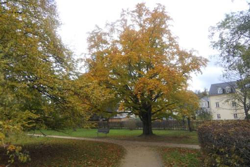 Obsah obr�zku venku, rostlina, strom, oblohaObsah generovan� pomoc� AI m��e b�t nespr�vn�.