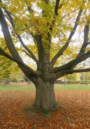 Obsah obr�zku rostlina, strom, venku, podzimObsah generovan� pomoc� AI m��e b�t nespr�vn�.