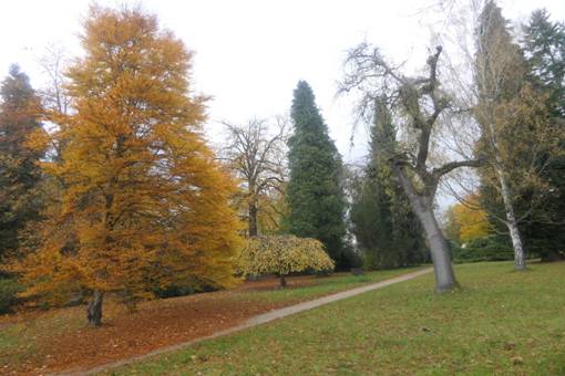 Obsah obr�zku venku, strom, tr�va, rostlinaObsah generovan� pomoc� AI m��e b�t nespr�vn�.