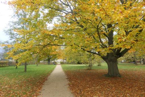 Obsah obr�zku rostlina, venku, strom, podzimObsah generovan� pomoc� AI m��e b�t nespr�vn�.