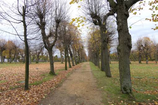 Obsah obr�zku venku, tr�va, obloha, Opadav�Obsah generovan� pomoc� AI m��e b�t nespr�vn�.