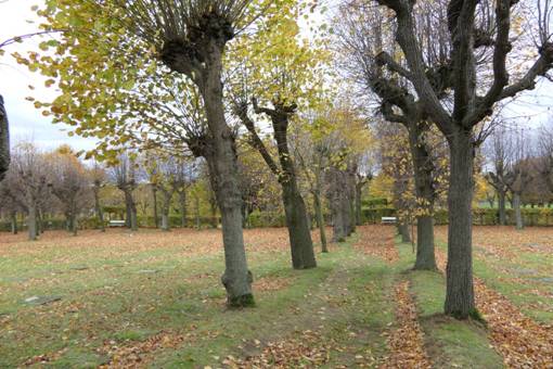 Obsah obr�zku venku, rostlina, tr�va, stromObsah generovan� pomoc� AI m��e b�t nespr�vn�.